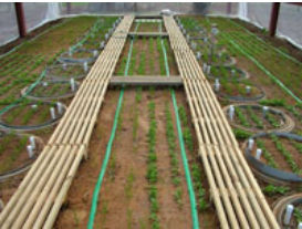 Soiltron-Rhizo根系生态视察蒸渗仪