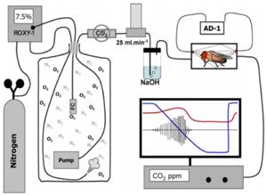 Macintosh HD:Users:cqyu:Desktop:Ecotech-Suppliers:北美:Sablesys.com:Reference:昆虫等无脊椎动物:果蝇呼吸:图片:果蝇呼吸与运动.jpg