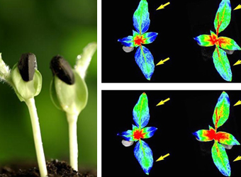 PhenoTron ?作物种质资源监测判断平台