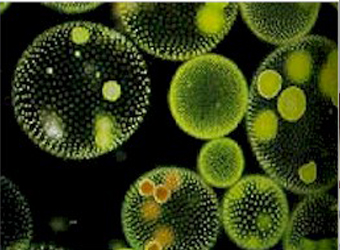 藻类表型研究周全解决计划（二）